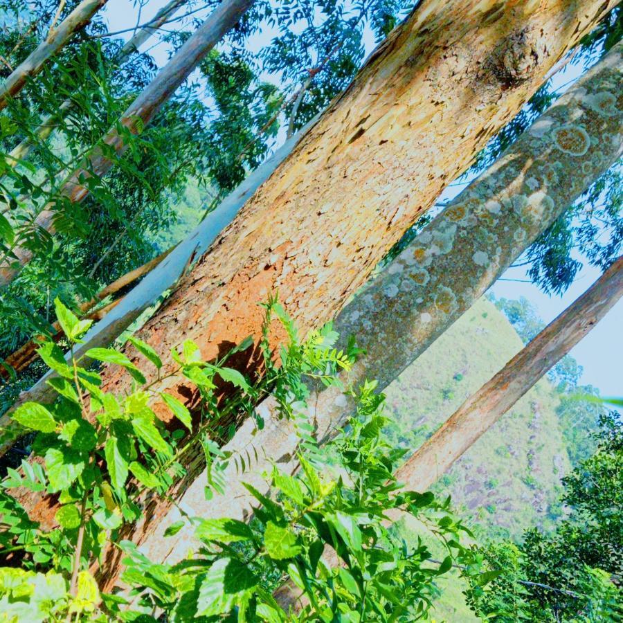Rose Dale Homestay Ella Esterno foto