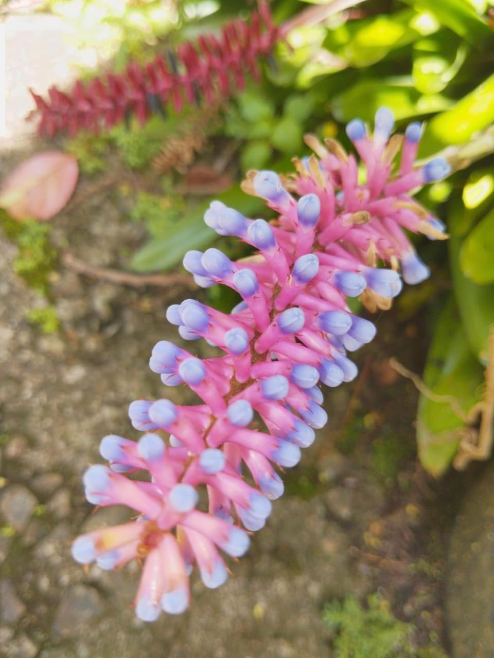 Rose Dale Homestay Ella Esterno foto